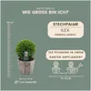 Plants by Frank | Echte Stechpalme Kugel im Holztopf | Ilex Produktbild-Vorschau 4
