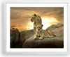Gerahmtes Poster - Weißer Rahmen - Löwen Sonnenuntergang Produktbild-Vorschau 1