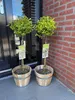 Green boutiQ - Plant op Stam - Euonymus fortunei Emerald n Voir les images du produit 6