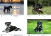Hundezauber Schnauzer DIN A3 Kalender für 2027 Welpen und Produktbild-Vorschau 2