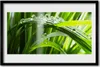 Bild 60x40 MDF-Rahmen Wandkunst Pflanze Gras Dew Drops Produktbild-Vorschau 1