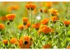 1x Weleda Calendula Zahnpasta 75 ml Produktbild-Vorschau 16