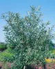 Hippophae rhamnoides, Sanddorn, 60–100 cm Produktbild-Vorschau 14