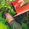 Cueilleur de fruits pour myrtilles, groseilles et aronia - Voir les images du produit 7