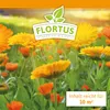 Ringelblumen Mischung | Blumenwiese von FLORTUS, Menge:100 Produktbild-Vorschau 6