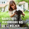COMPO SANA® Grünpflanzen- und Palmenerde 10 l 4008398114312 214031 11431 Produktbild-Vorschau