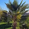 Nasiona palm - zestaw 10 sztuk - Mrozoodporna - Podgląd zdjęcia produktu 3