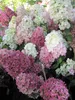 Hydrangea paniculata Fraise Melba ® - Rispenhortensie Produktbild-Vorschau 1