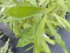 Macadamia Macadamia integrifolia Nussbaum 170 - 180 cm Produktbild-Vorschau 4