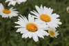6 x Leucanthemum (s) 'Becky' - Marguerite - vaso 9 x 9 cm Anteprima dell’immagine prodotto 1