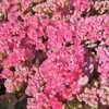 6 x rozchodník  - Sedum cauticola 'Lidakense'  | Kvetináč 9 Náhľad obrázku produktu 2