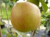 A close-up of a single apple hanging from a tree branch, with blurred foliage and garden elements in the background. Produktbild-Vorschau