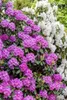 Rhododendron 'Roseum Elegans', rosa Blüten, 30–40 cm Produktbild-Vorschau 8