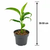 Musa basjoo 30–50 cm – Winterharte Japanische Faserbanane, Produktbild-Vorschau 5