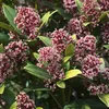 Skimmia japonica Rubella - Blüte Rot - 10+ Blüten - 2 Produktbild-Vorschau 5