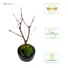 Bonsai - Bonsai baum Japanischer Fächerahorn - Acer (Ahorn) Produktbild-Vorschau 3
