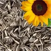 25 kg Lyra Pet® Sonnenblumenkerne gestreift Produktbild-Vorschau 8