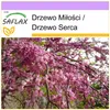 SAFLAX - Drzewo Miłości / Drzewo Serca - 60 Nasiona - Podgląd zdjęcia produktu 7