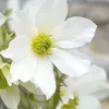 Clematis Early Sensation - zimozielona, wieloletnia i Podgląd zdjęcia produktu 1