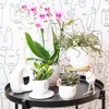 Kolibri Orchids | Růžová orchidej Phalaenopsis - Mineral Náhled obrázku produktu 3