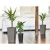 Three potted plants are arranged in a living room setting with white sofas and wooden accents. Náhľad obrázku produktu