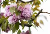 Prunus serrulata 'Kanzan', Japanische Blütenkirsche, rosa, Produktbild-Vorschau 3