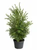 Callistemon Captain Cook: altezza 80-100 cm. Altrimenti Anteprima dell’immagine prodotto 4