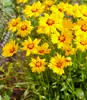 A close-up view of several bright yellow flowers with red centers, set against a backdrop of green foliage. Produktbild-Vorschau