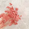 Schafgarbe Getrocknete - (Achillea) - Rosa Produktbild-Vorschau 2