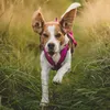 Dingo Hundegeschirre Sled Große XS Farbe Rosa Zuggeschirr Produktbild-Vorschau 4