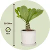 Palmier hawaïen - Brighamia insignis - Hauteur 25-35cm - Voir les images du produit 2