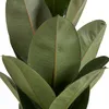 Bloomique - Ficus Elastica Robusta - Drzewo kauczukowe - Podgląd zdjęcia produktu 5
