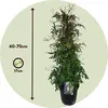 Jasmin - Jasminum polyanthum - Höhe 60-70cm - ⌀17cm Produktbild-Vorschau 2