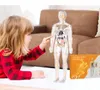 Modèle éducatif corps humain 3D, anatomie avec squelette et Voir les images du produit 2