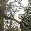 Maison des écureuils Voir les images du produit 15