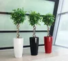 Three potted plants with twisted trunks in white, black, and red planters, arranged in a row indoors. Náhľad obrázku produktu