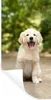 MuchoWow® Wandtattoo Wandsticker Wandaufkleber Labrador Produktbild-Vorschau 1