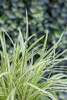 Japan-Segge, im Topf - Carex morrowii, immergrün Produktbild-Vorschau 2