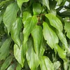 Männliche Kiwi-Pflanze 'Bestäuber' im 1L Topf, winterhart, Produktbild-Vorschau 1