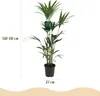 Howea Forsteriana (palmier Kentia) - Grande plante Voir les images du produit 2
