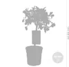 Bloomique - Citrus Kumquat - Zwergorange - Orangenbaum - Produktbild-Vorschau 3