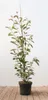Photinia fraseri 'Red Robin', Glanzmispel, rot, 100–125 cm Produktbild-Vorschau 2