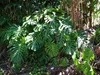 Monstera (Monstera deliciosa)  - 5 graines Voir les images du produit 2