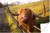 MuchoWow® Poster Scottish Hochlandrind - Zaun - Gras 30x20 Produktbild-Vorschau 1