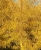 Rhamnus frangula 'Asplenifolia', Faulbaum, schmalblättrig, Produktbild-Vorschau 6