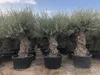 Sunny Tree – drzewo oliwne Olea Europea – odporne na zimę, Podgląd zdjęcia produktu 1