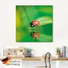 ARTland Glasbild Marienkäfer auf einem Blatt Größe: 30x30 Produktbild-Vorschau 5