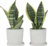 Sansewieria gwinejska - 2 szt - Sansevieria 'Futura' - Podgląd zdjęcia produktu 7