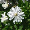 A close-up of a white magnolia flower with green leaves in the background. Produktbild-Vorschau