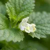 Bloomique - Zestaw 6 sztuk - Melissa officinalis - Melisa Podgląd zdjęcia produktu 2
